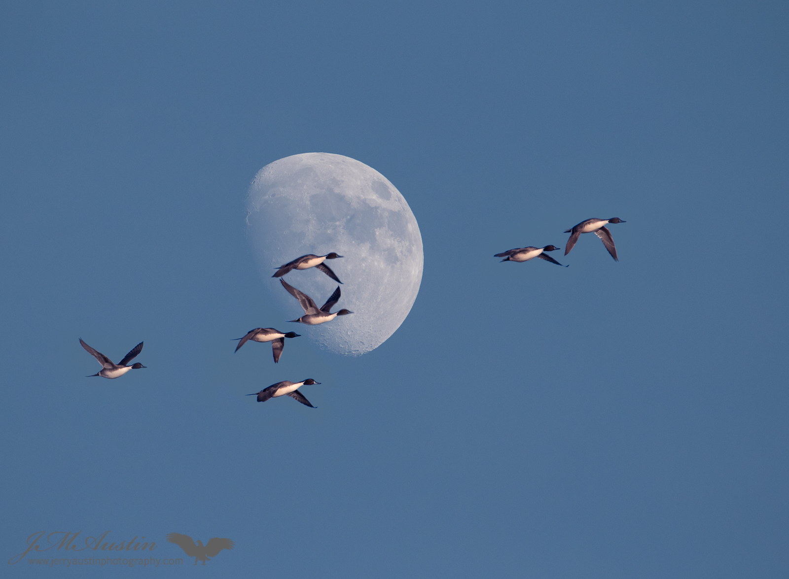 Pintail Moon