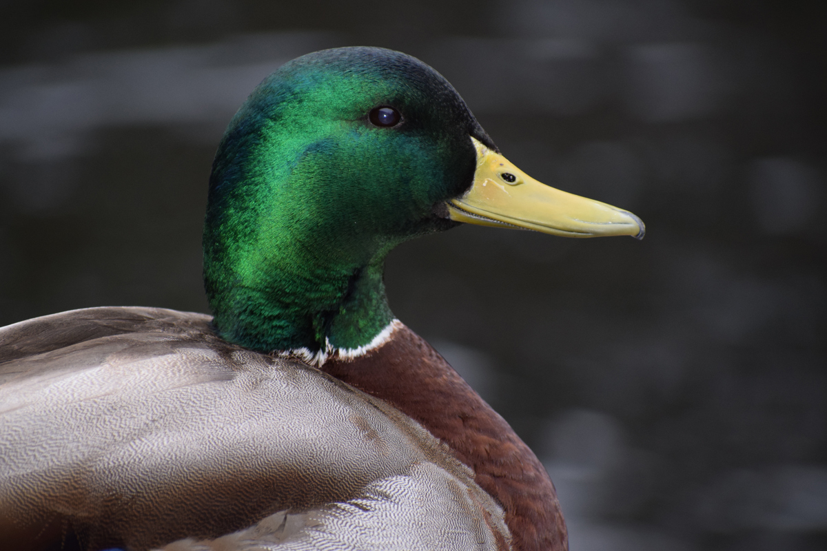 Just Ducky 