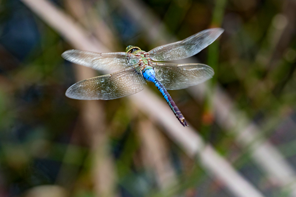 In flight