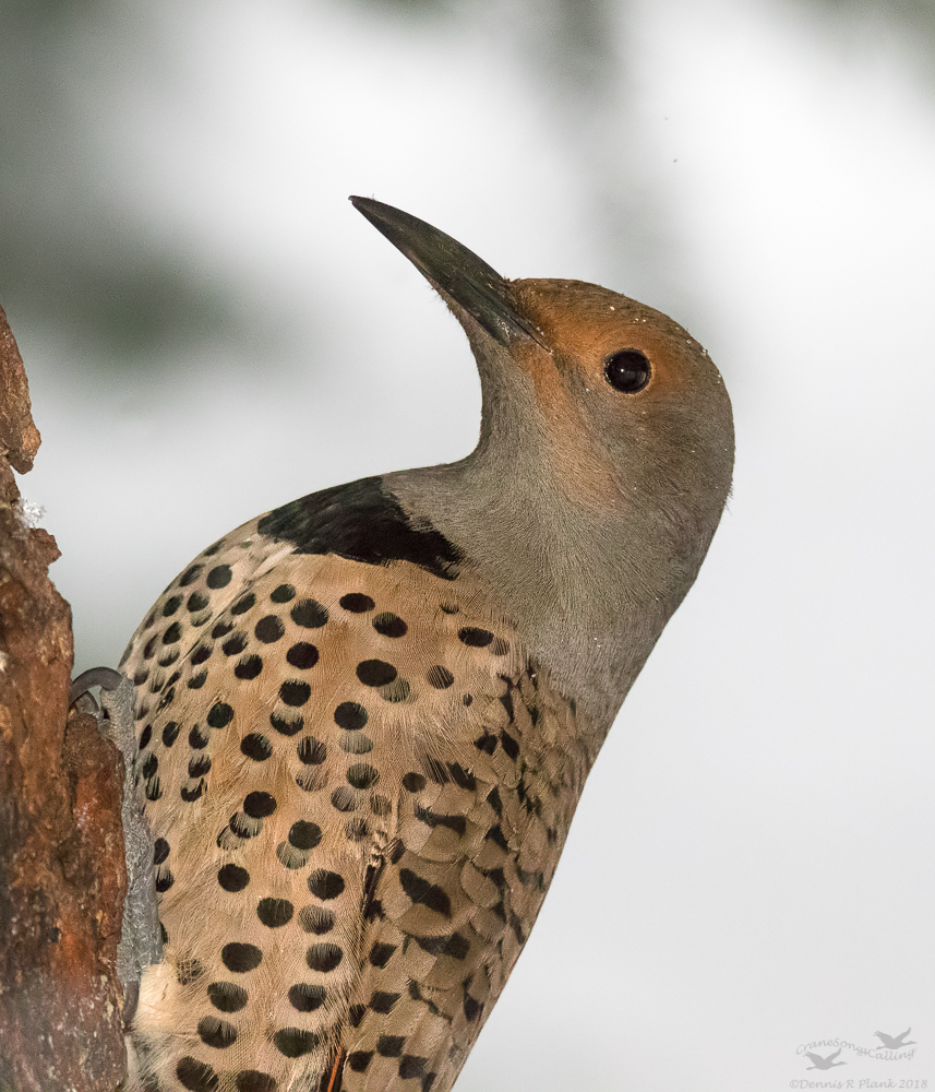 Northern Flicker-Female