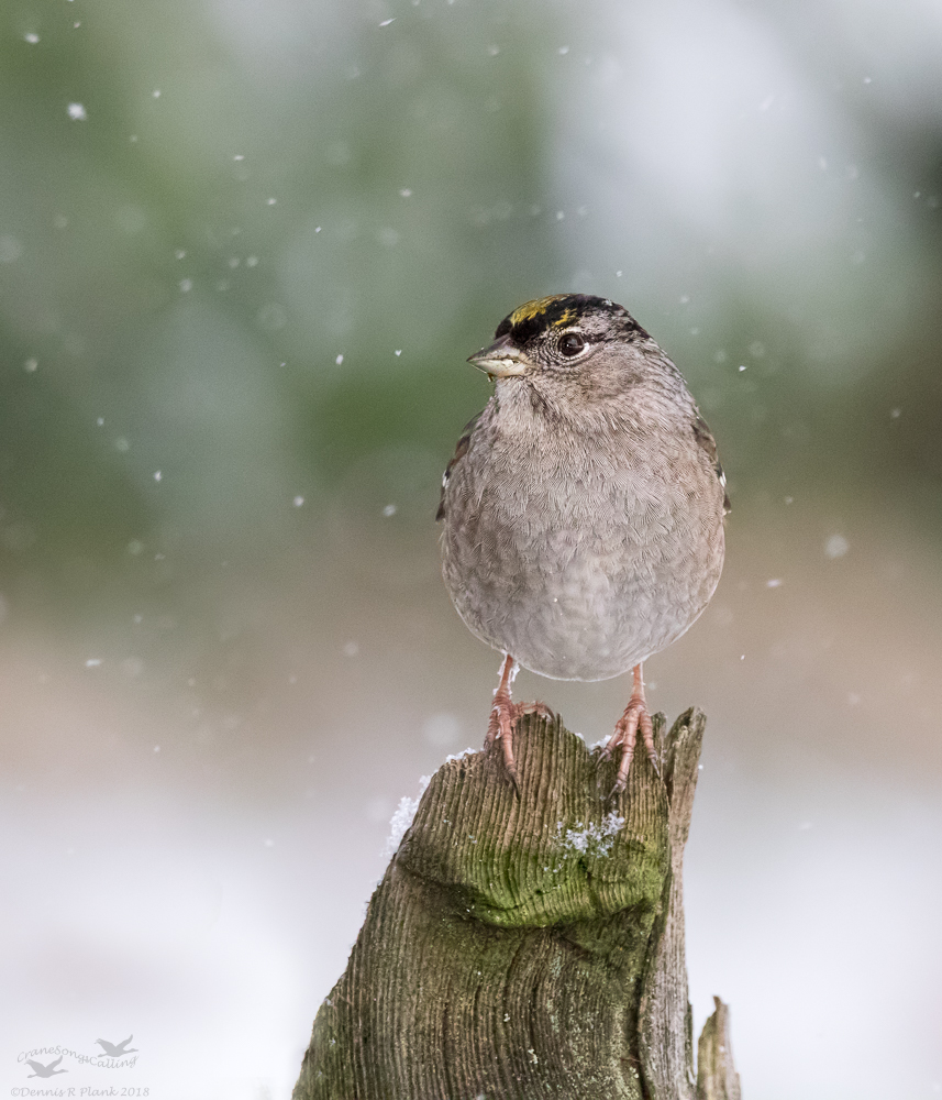 Golden-Crowned Sparrow