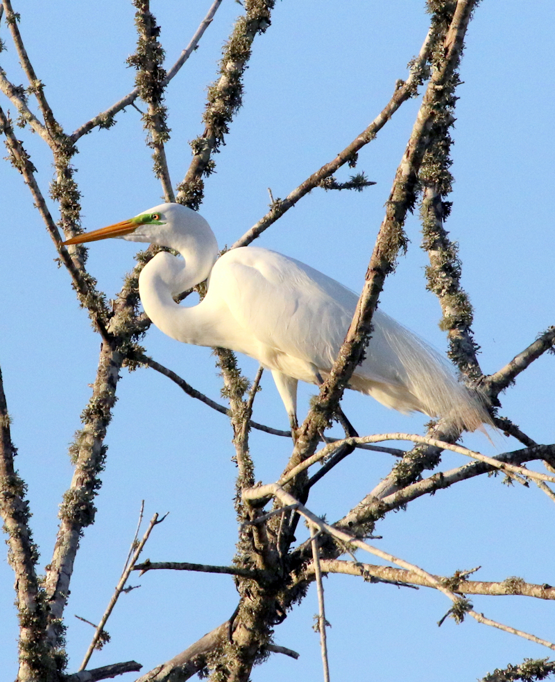 Tree top perch