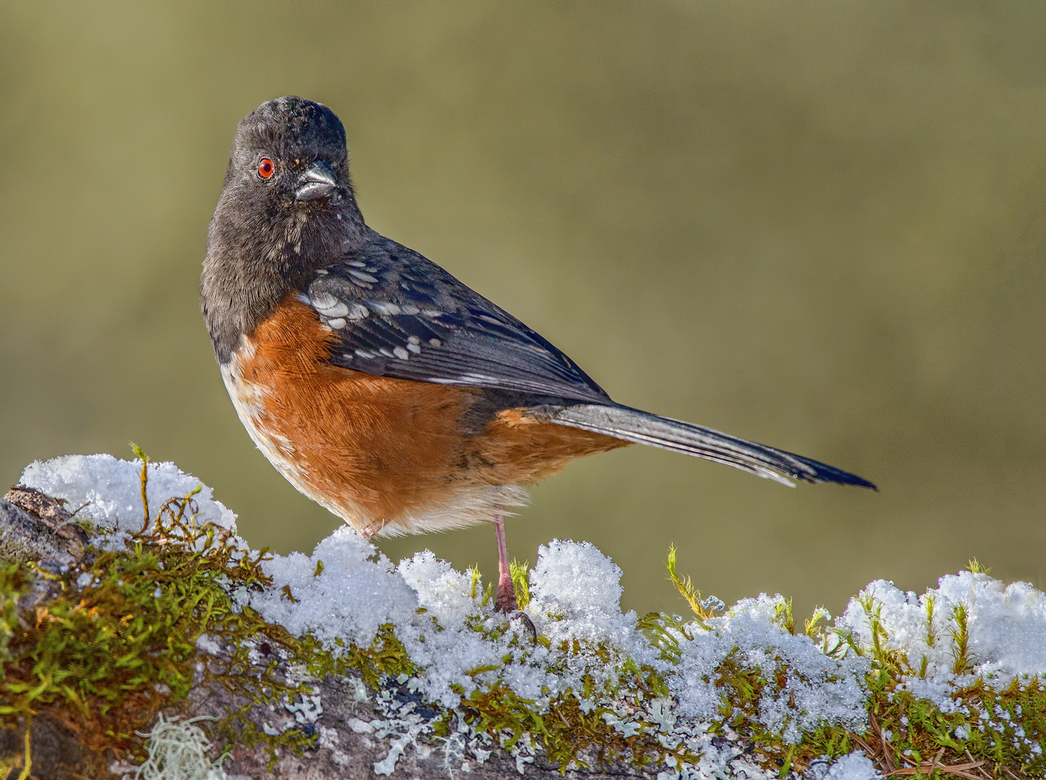 Snowy Towhee
