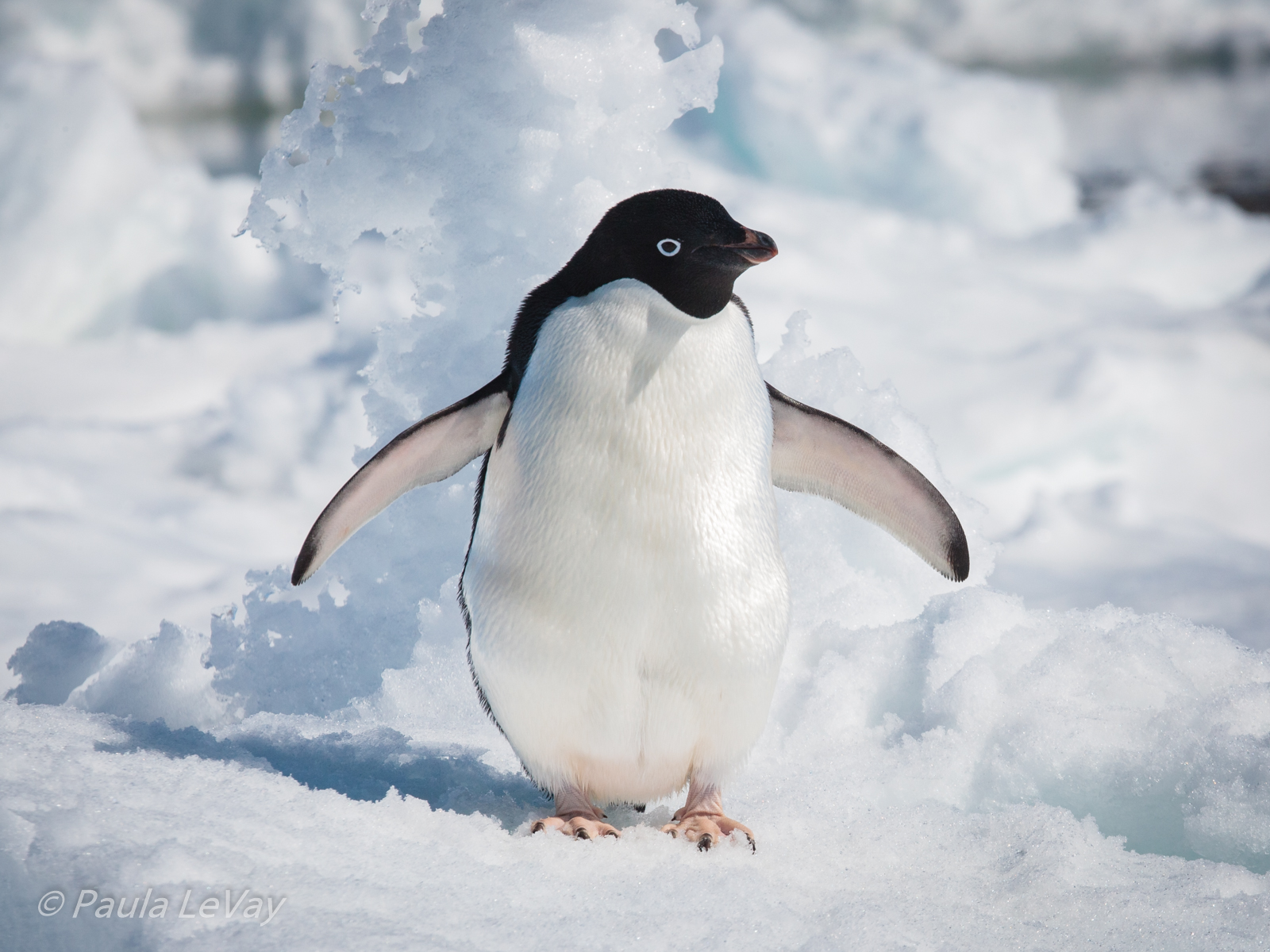 Free Hugs
