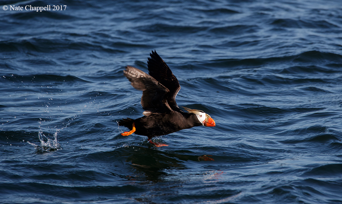 Tufted Puffin 