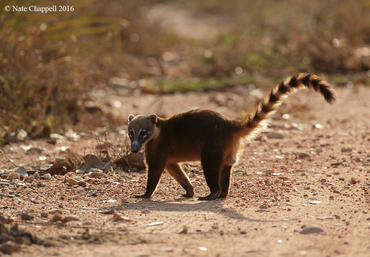 Backlit Coatimundi
