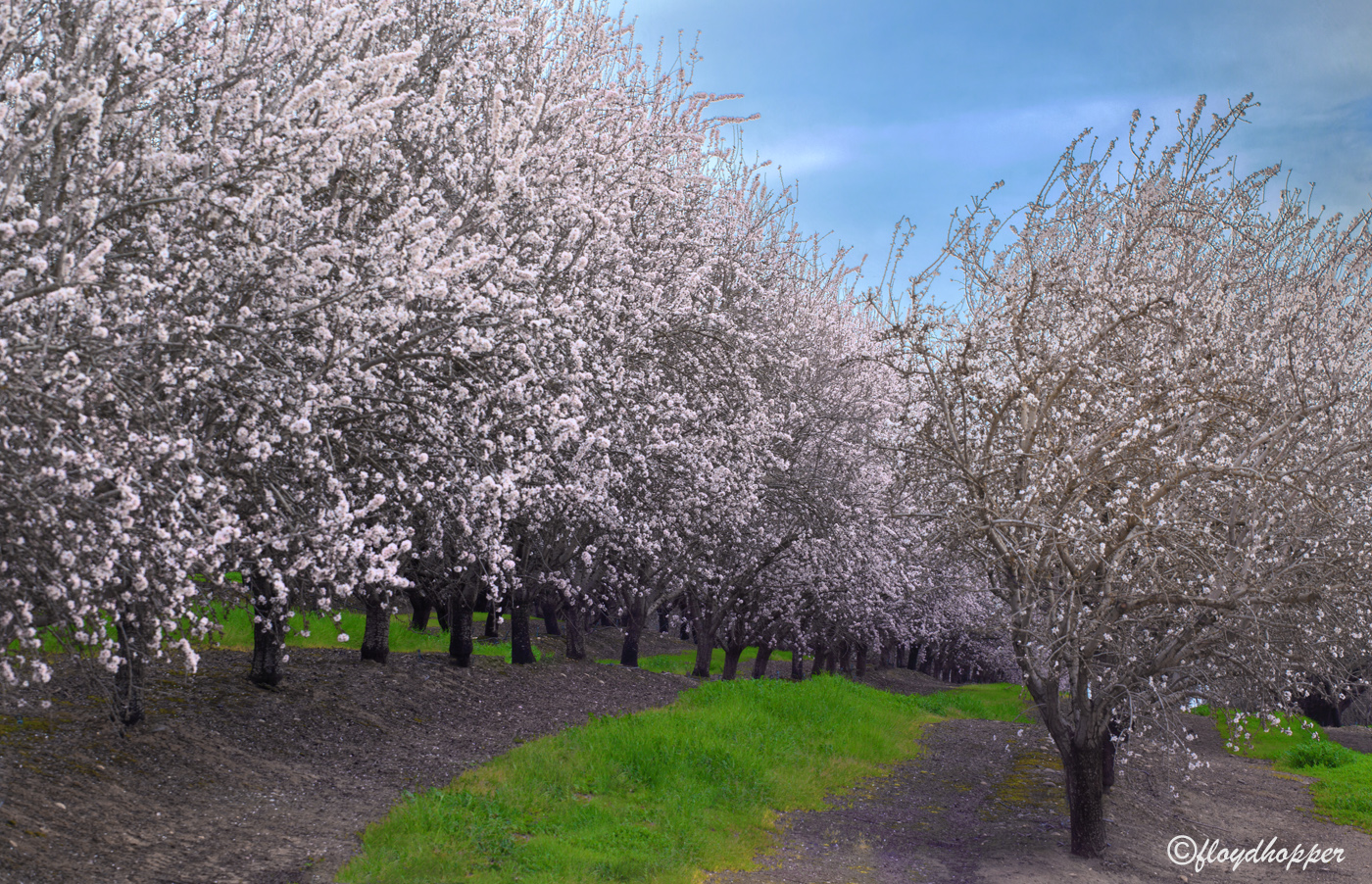 Almond Blossom Time