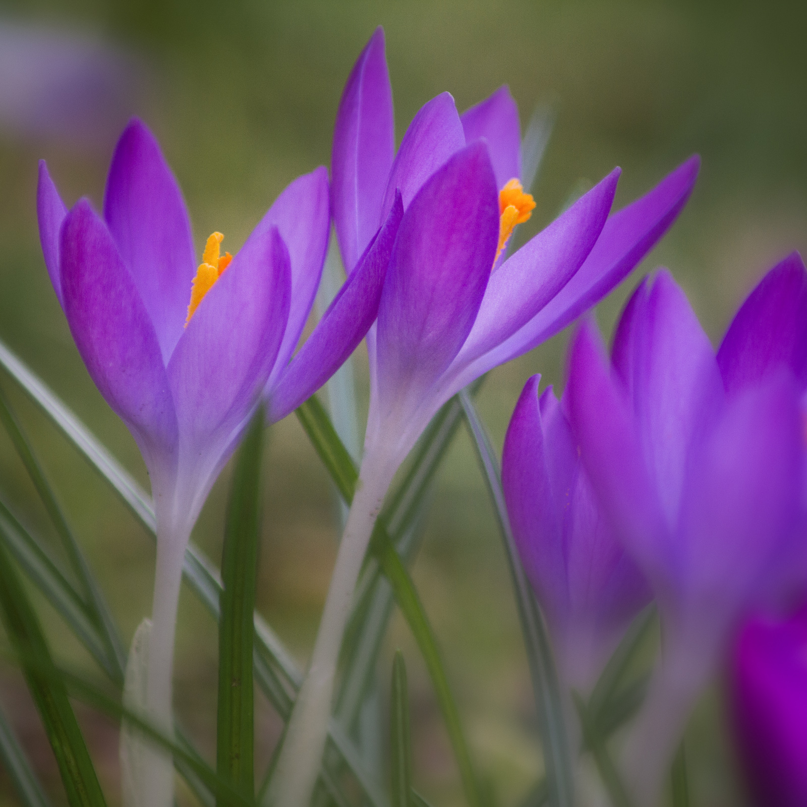 Early Crocus