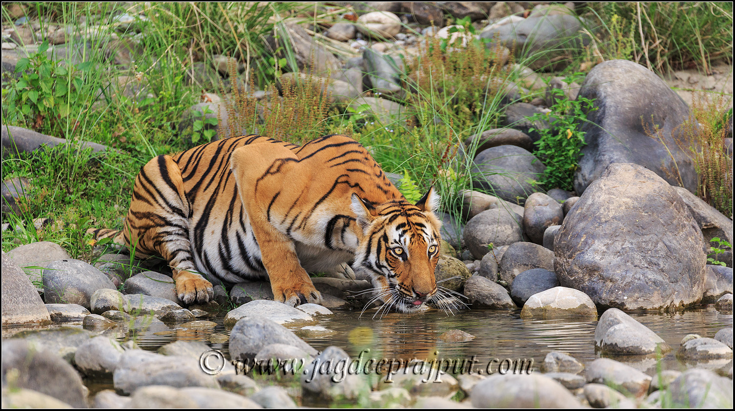Thirsty Tigress.