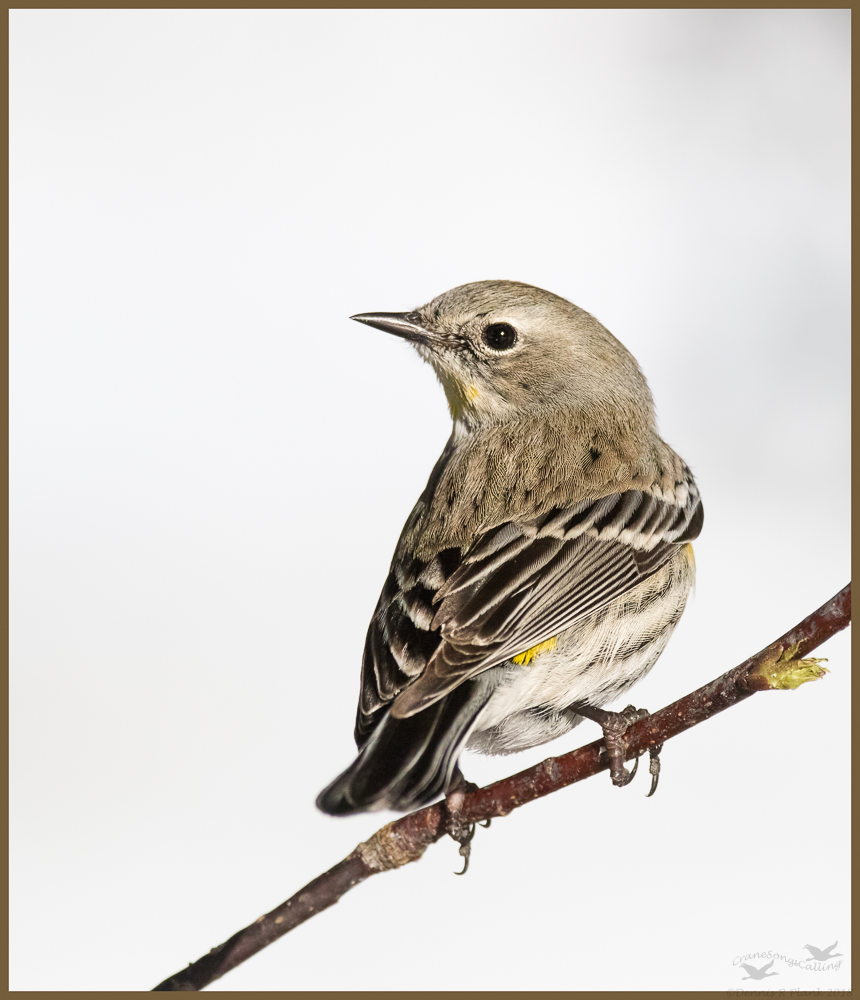 Butterbutt
