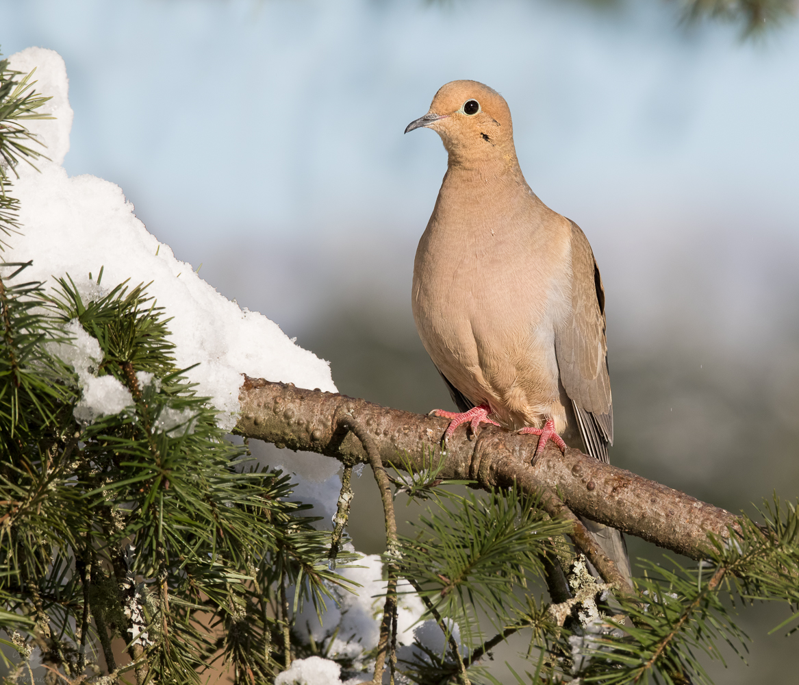 Mourning Dove