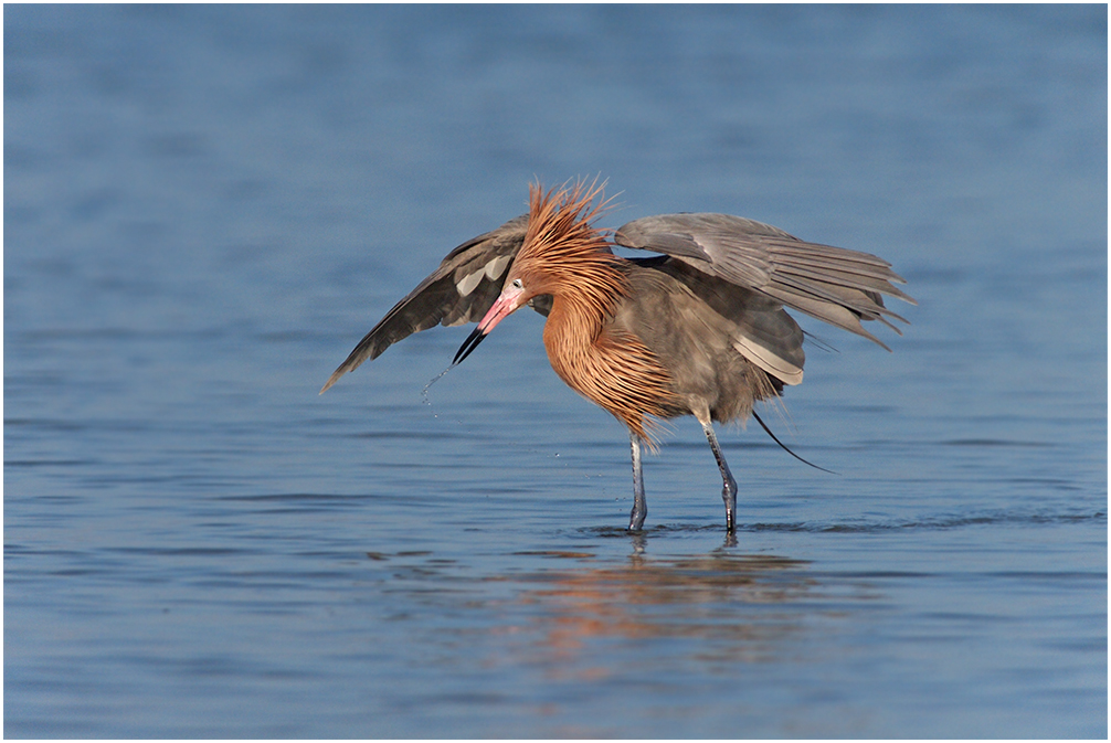 Another Reddish Egret