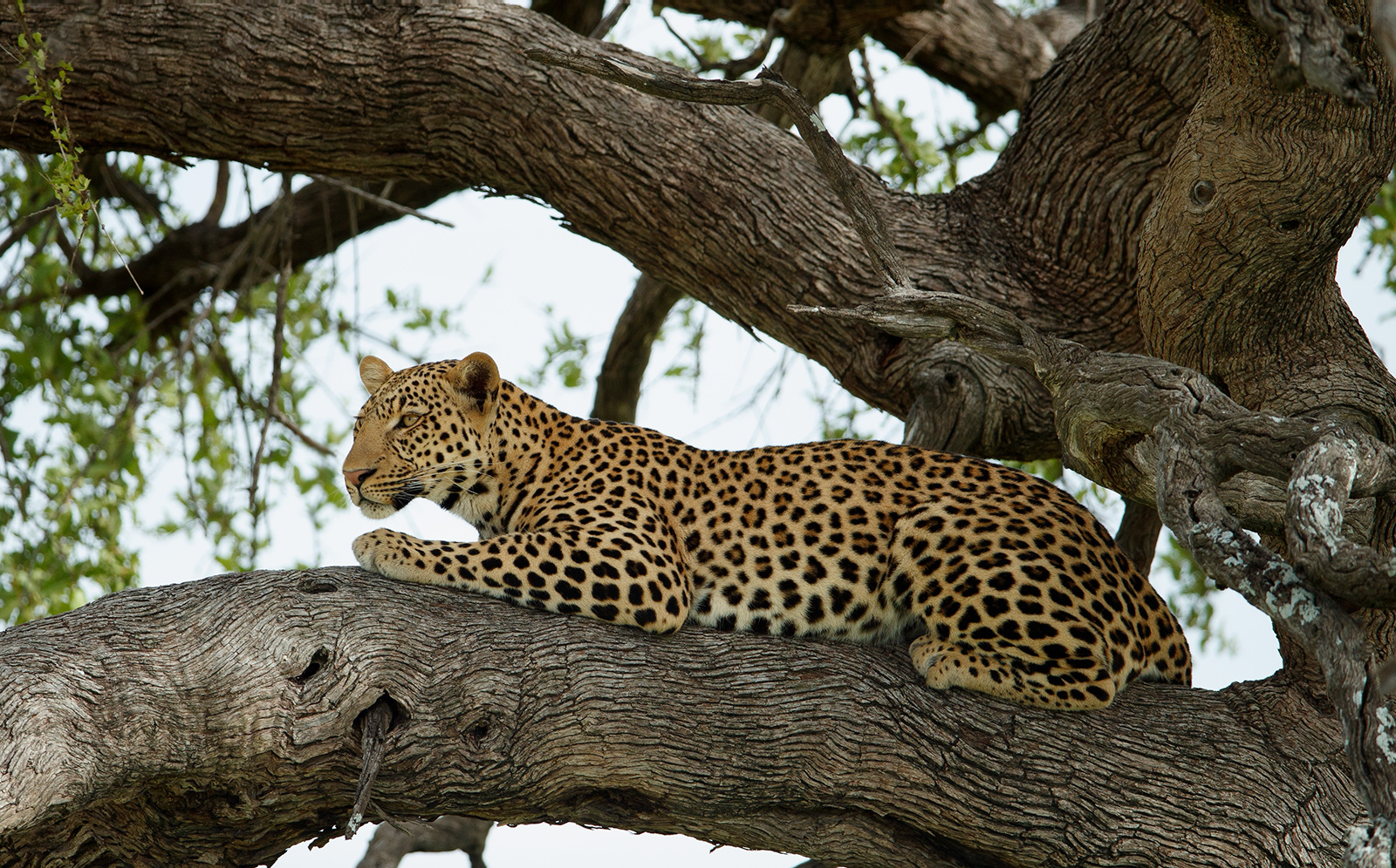 Male Leopard