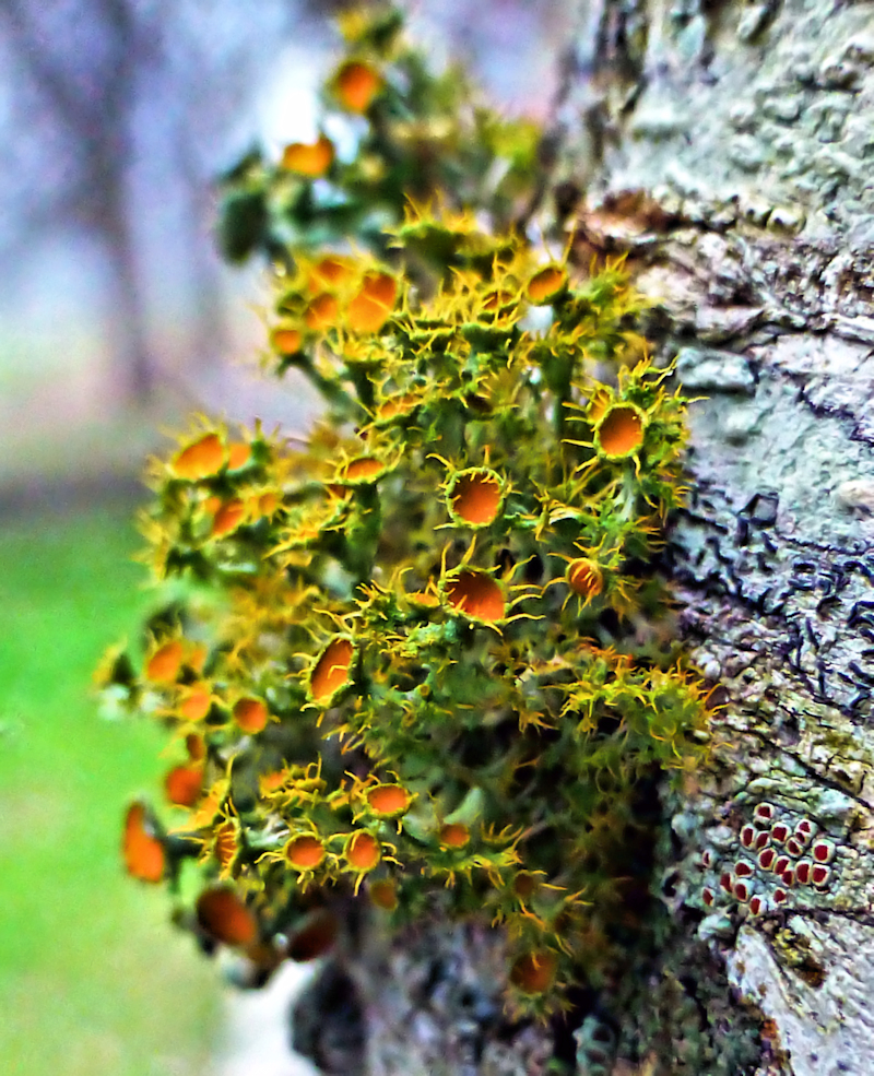 Sunburst lichen bloom