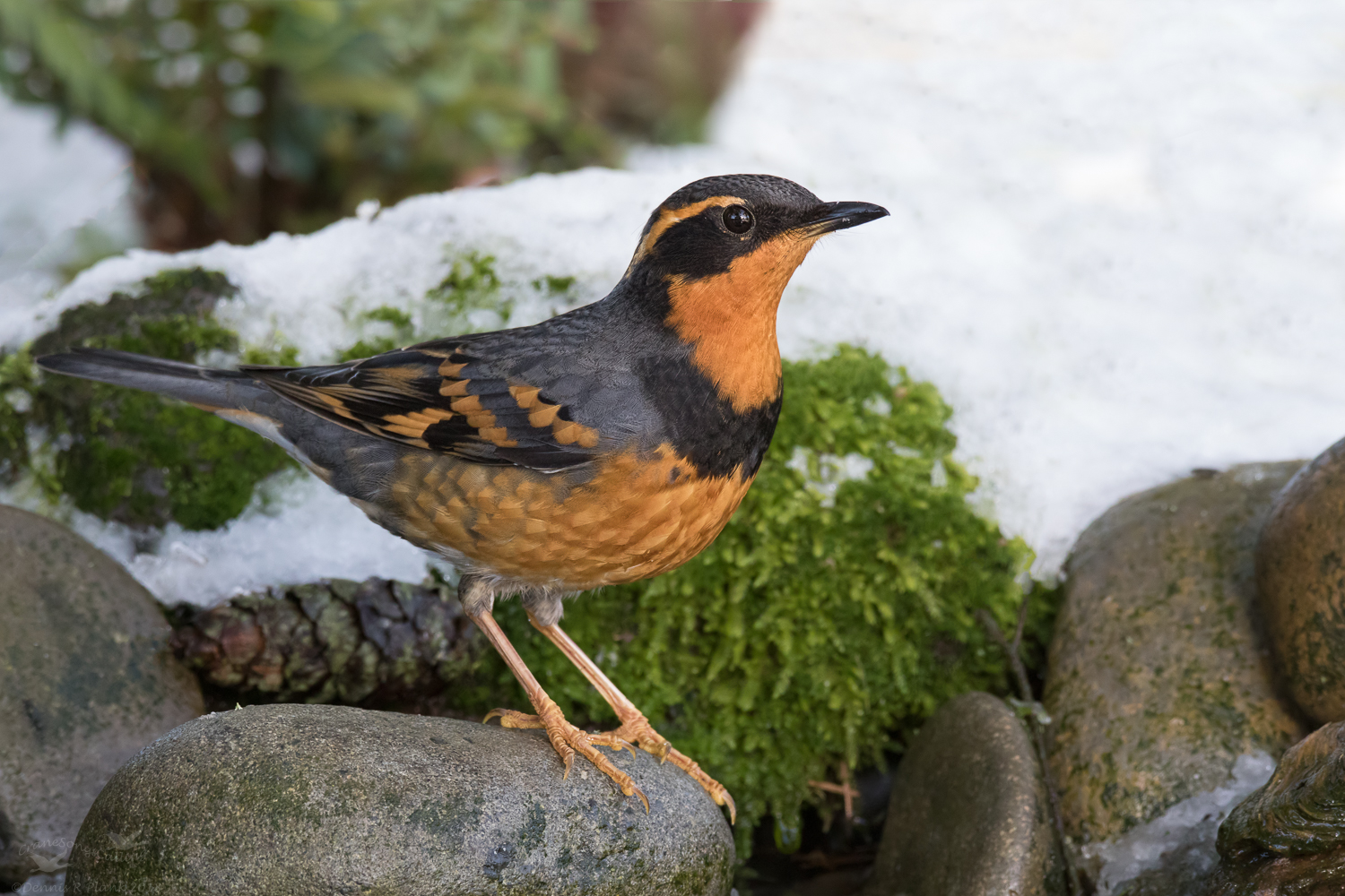 Male Varied Thrush