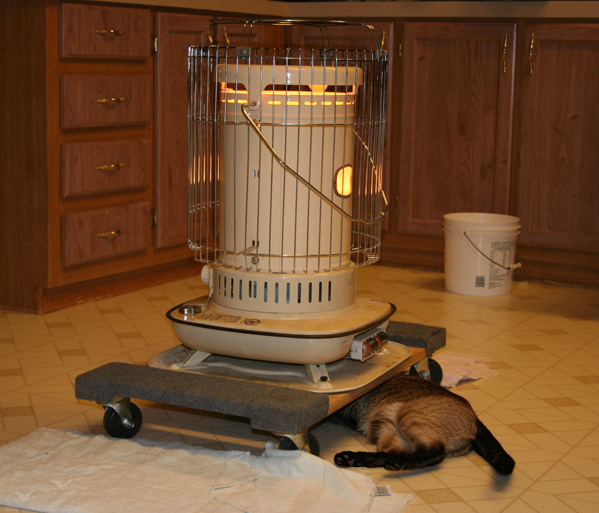 #827 Sable staying warm.