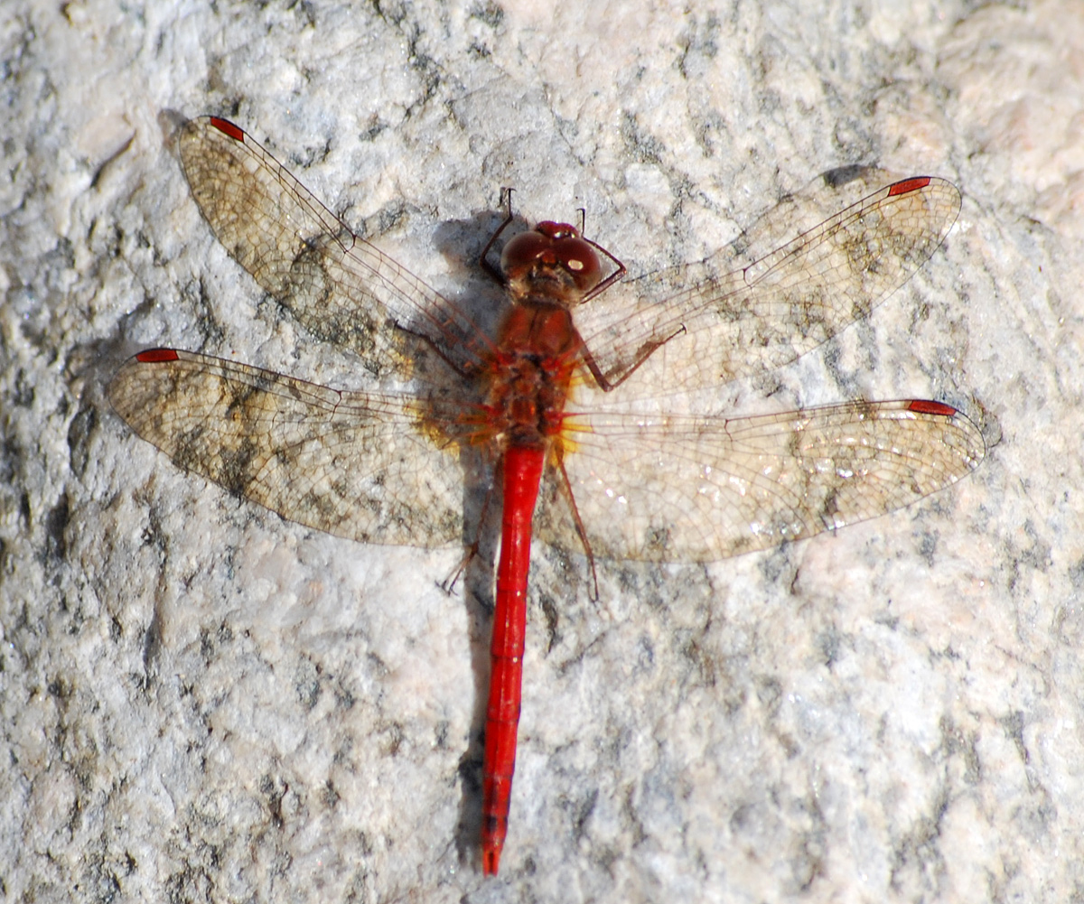 Autumn Meadowhawk
