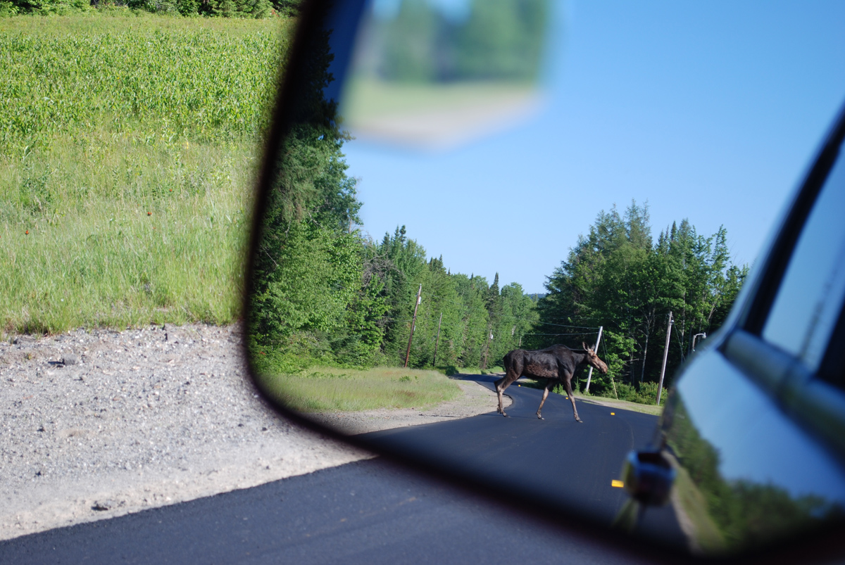 Moose in Mirror 