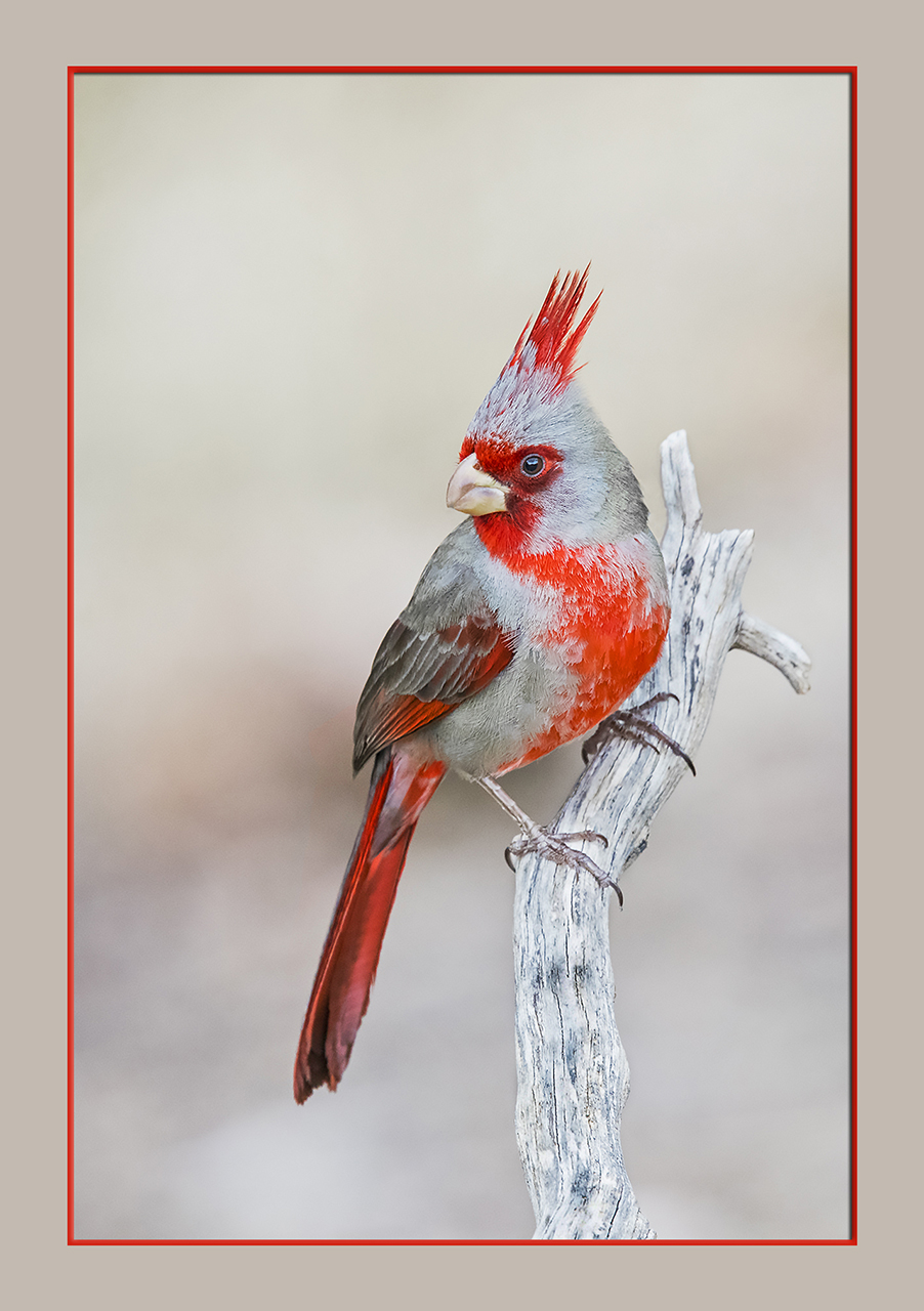 Pyrrhuloxia,  Male