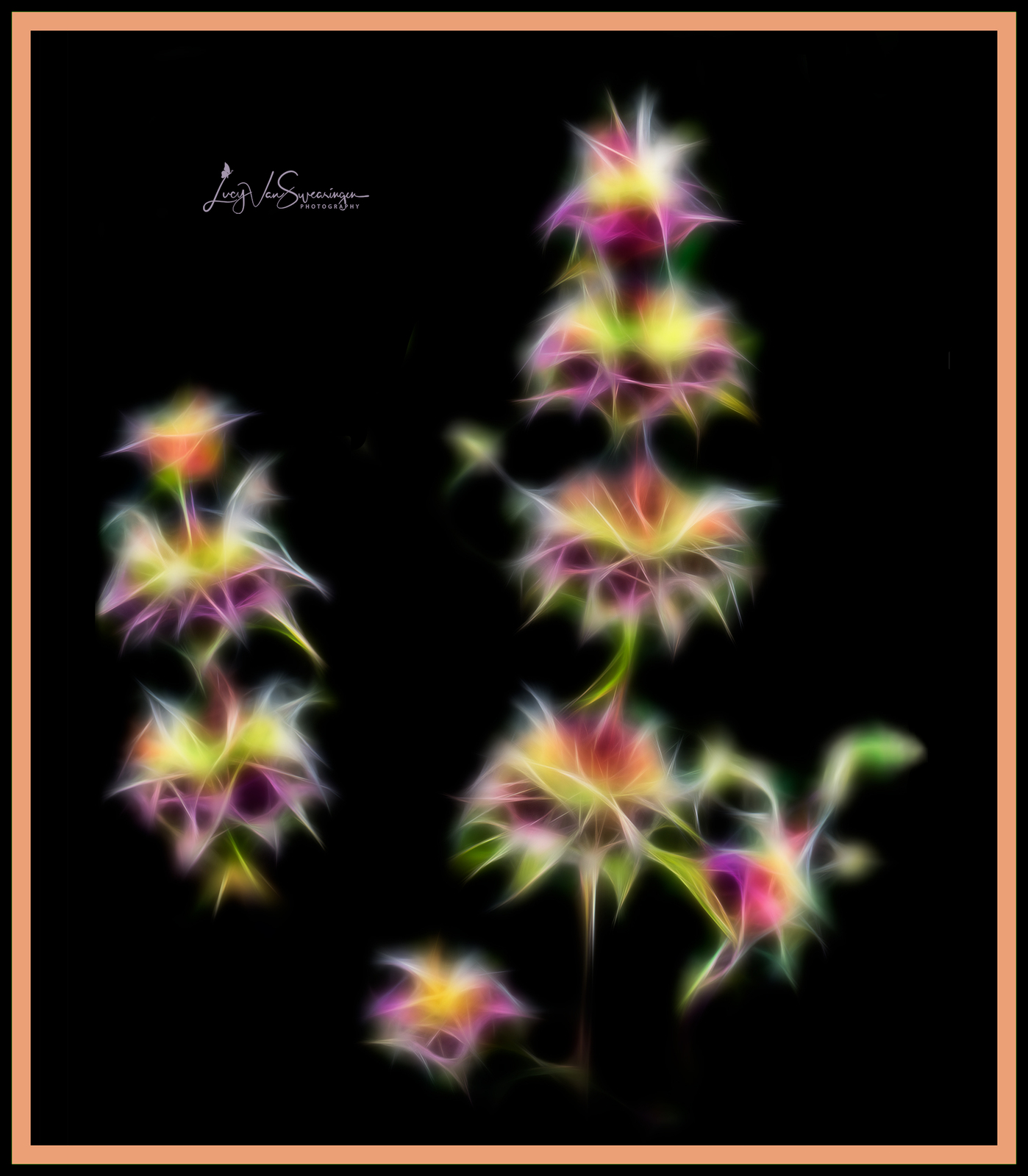 Monarda Madness!