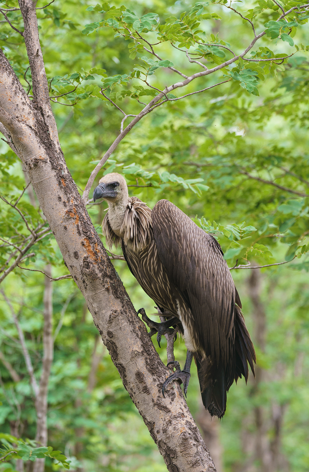 White Backed Vulture