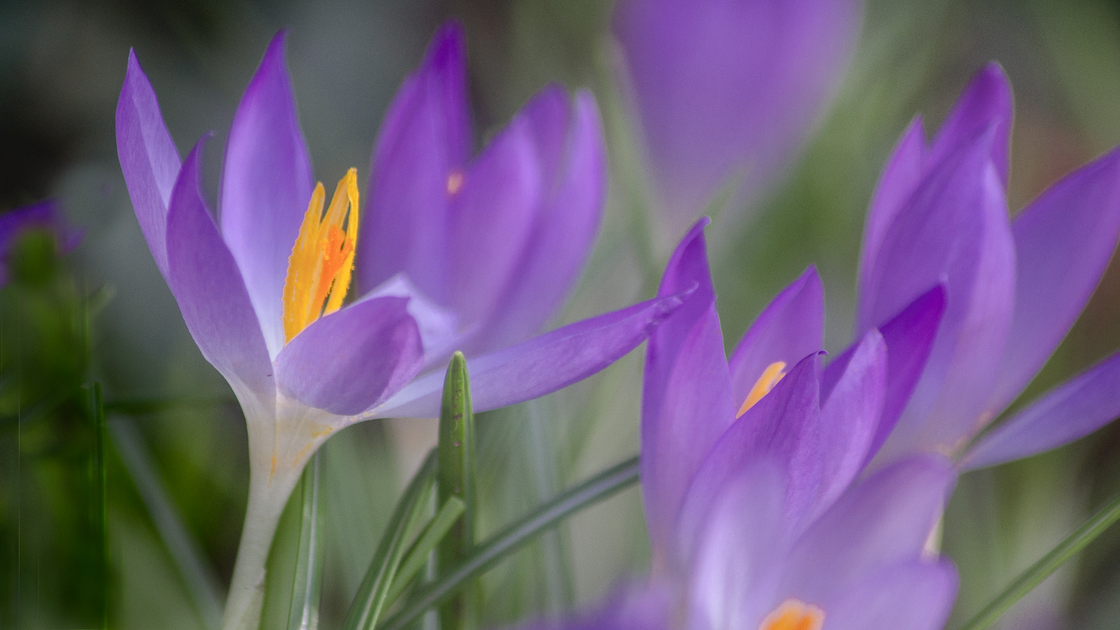 Early Crocus #2