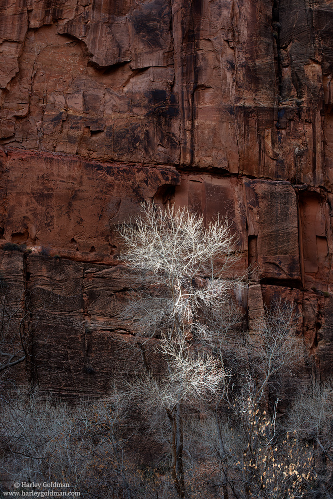 Canyon Bare