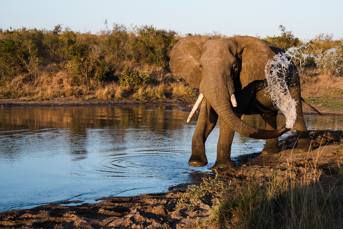 Elephant + Spray