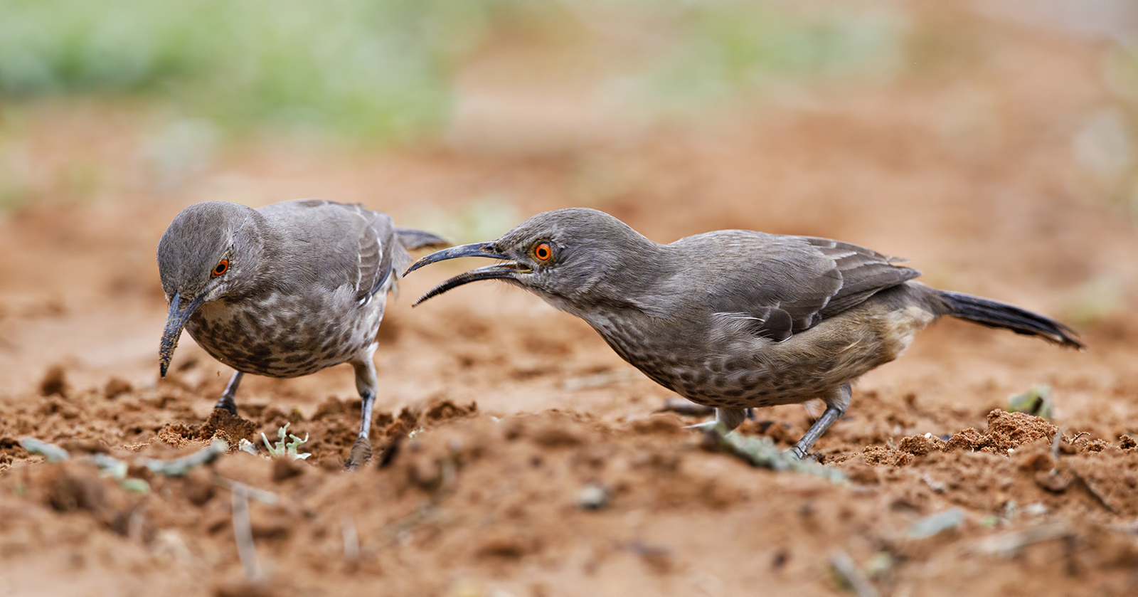 Curve-billed Thrasher