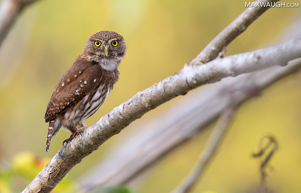 Ridgway's Pygmy Owl