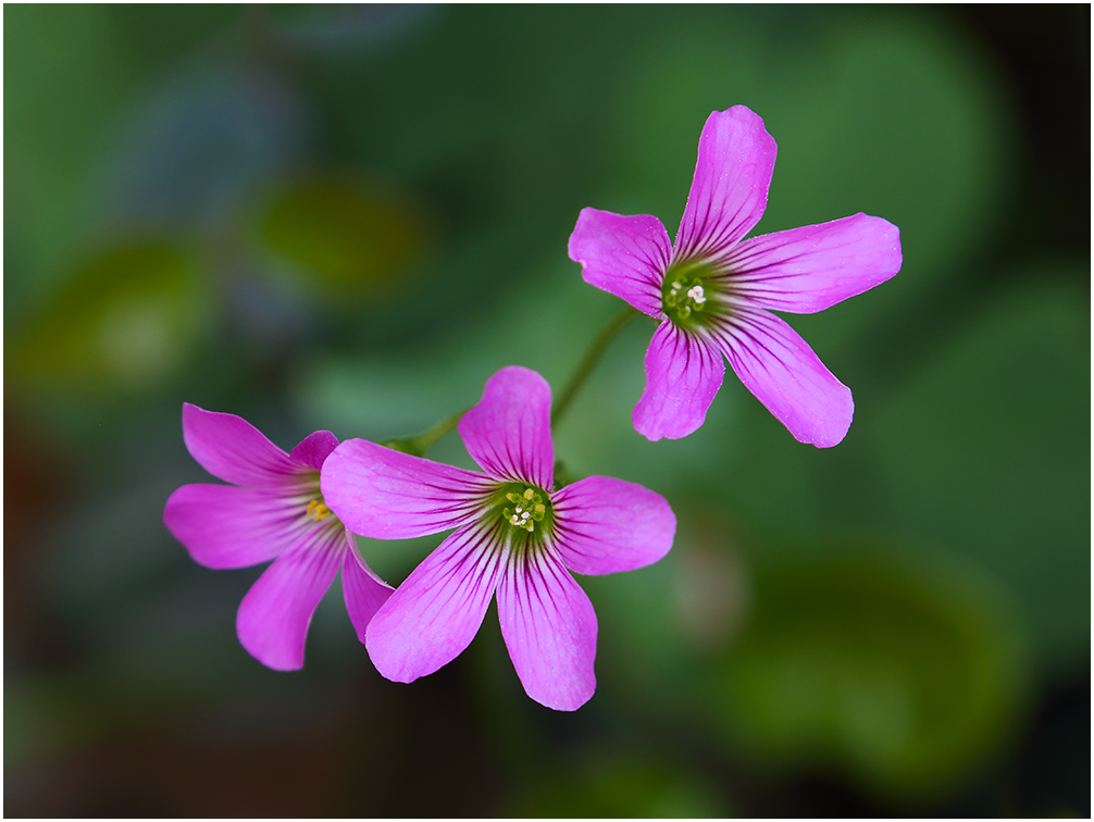 Wood Sorrels
