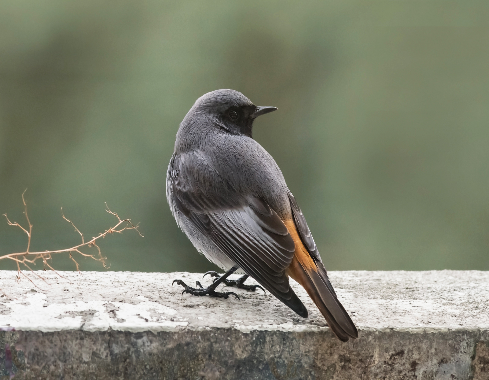 Black Redstart with twig