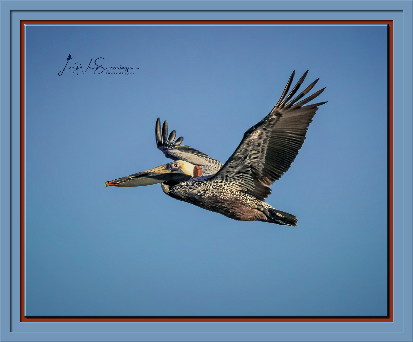 Soar with the Ospreys