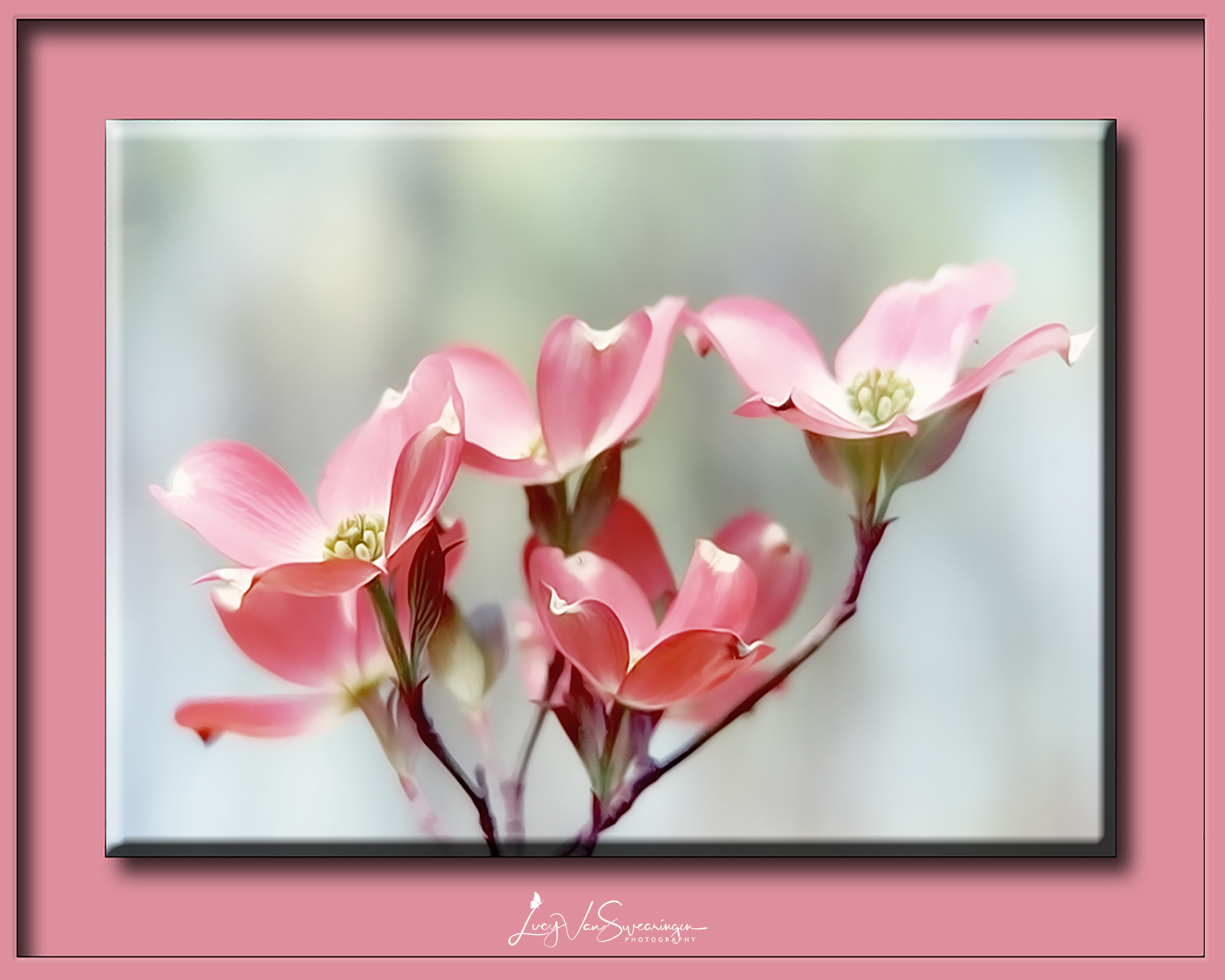 Veiled Pink