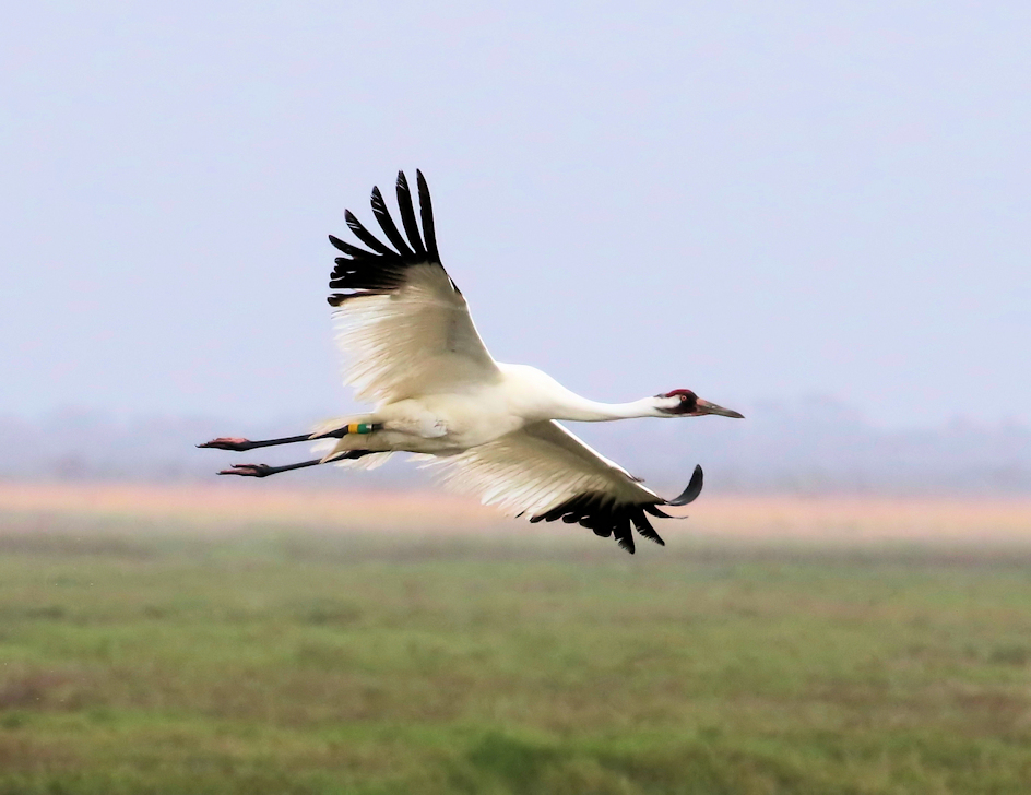 Whooping crane in flight