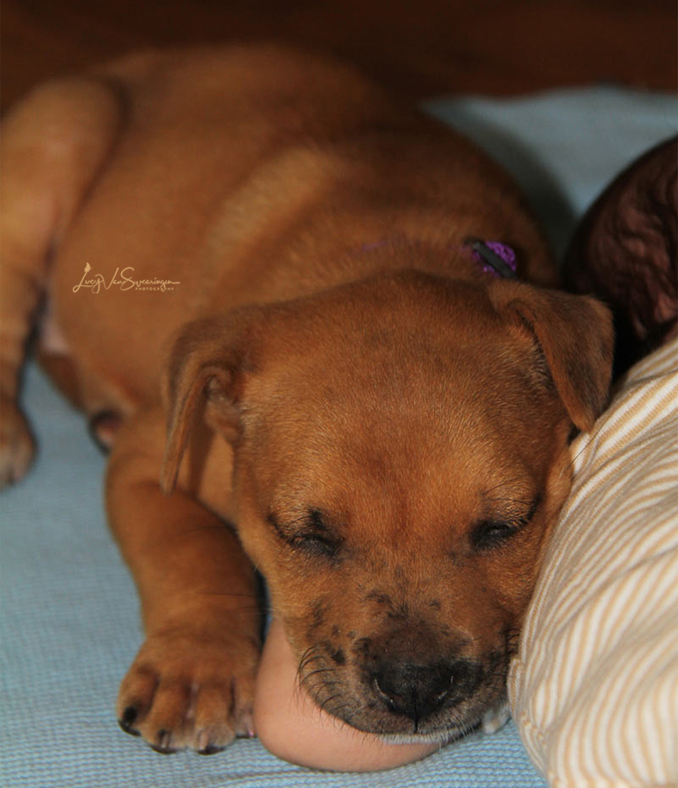 Sleepy Puppy