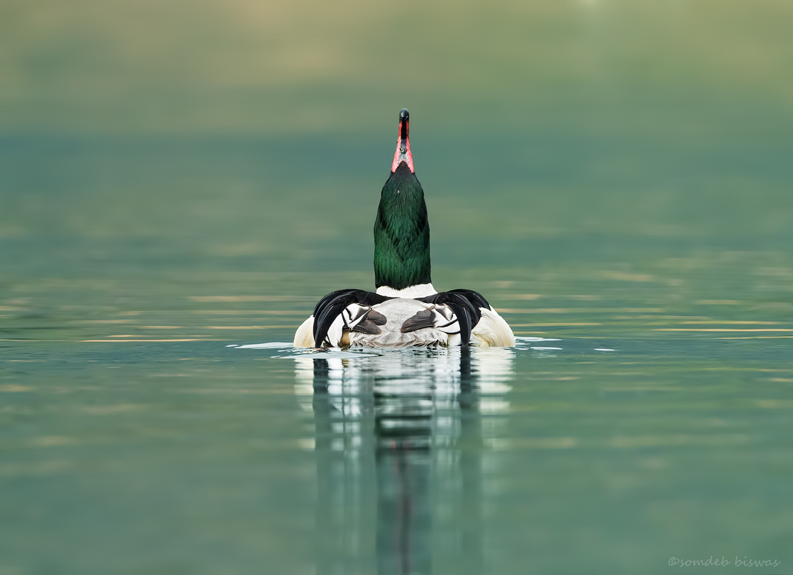 Common Merganser posing