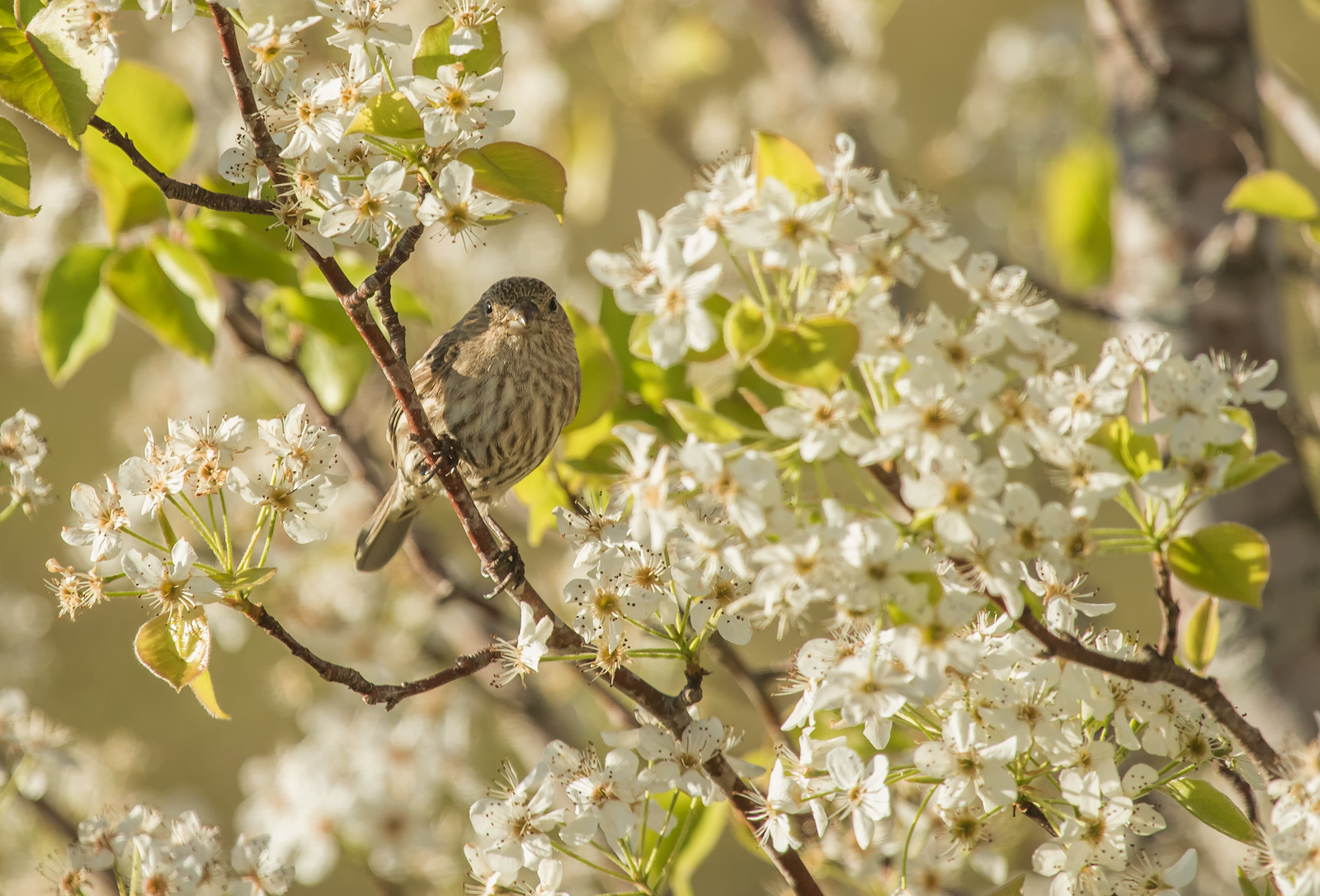 Female Red Finch