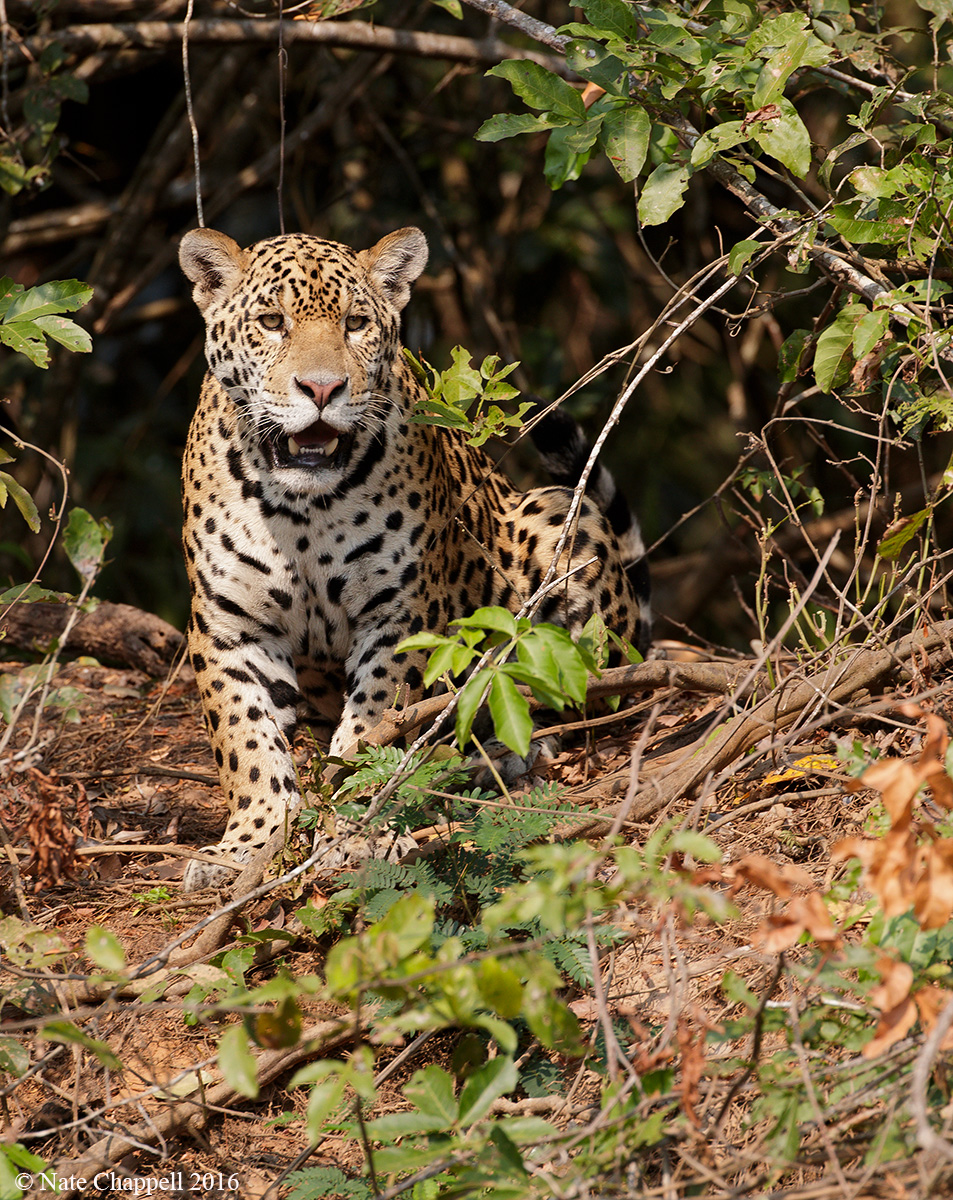 Jaguar 
