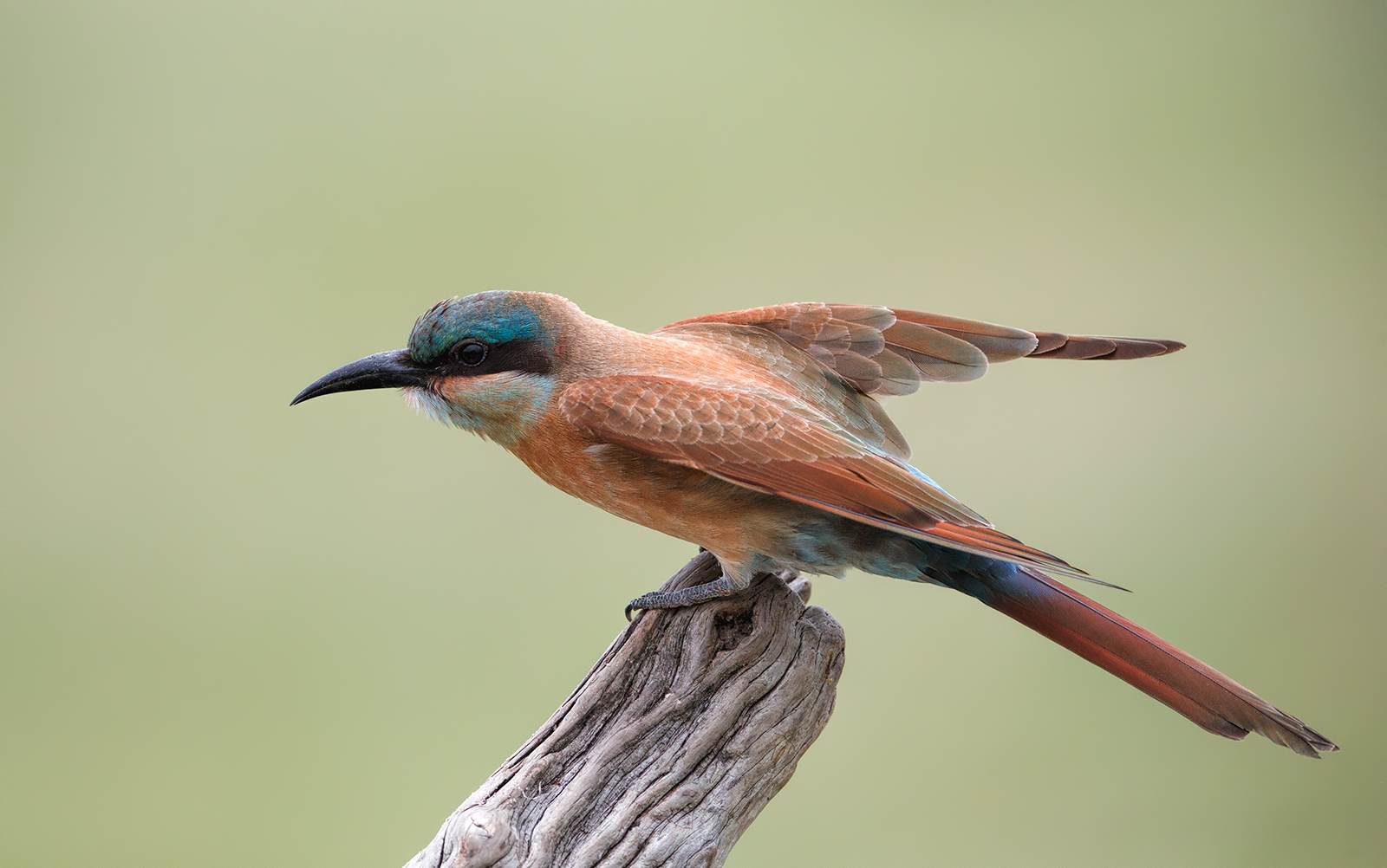 Windy