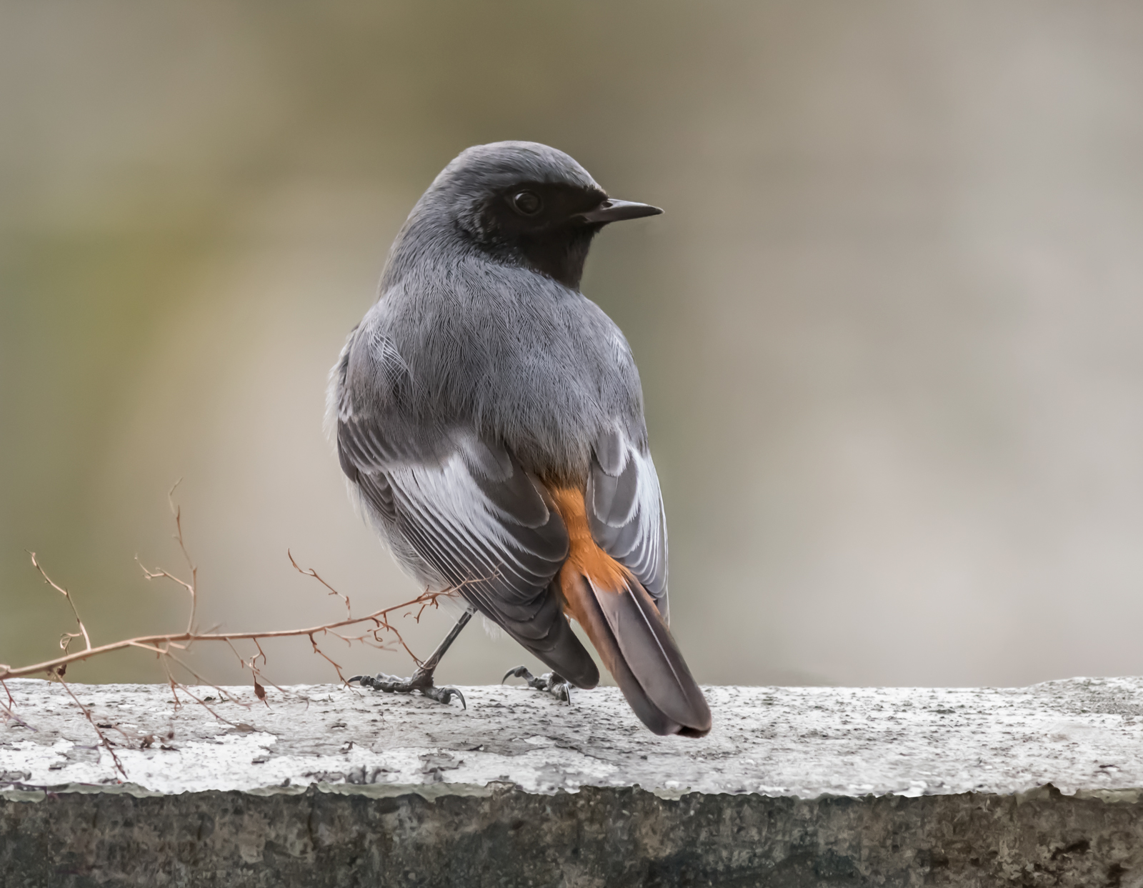 Redstart/twig repost