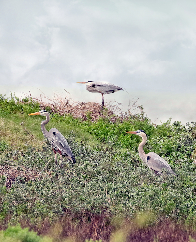 Tricolor heron nest