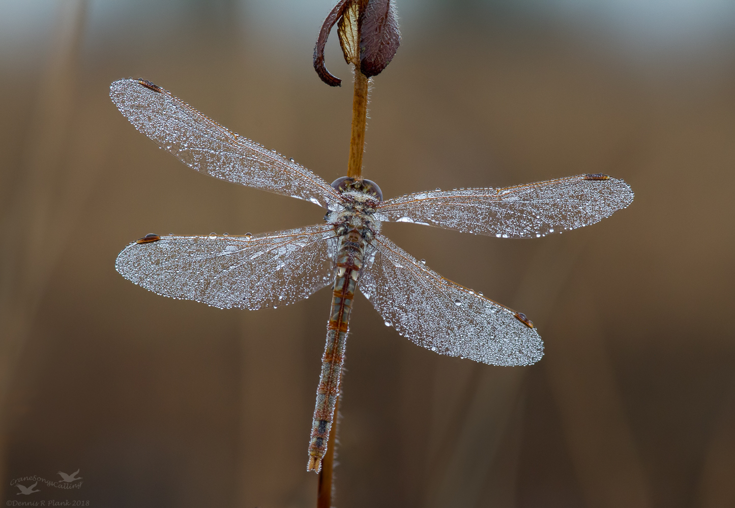 Dewy Dragon