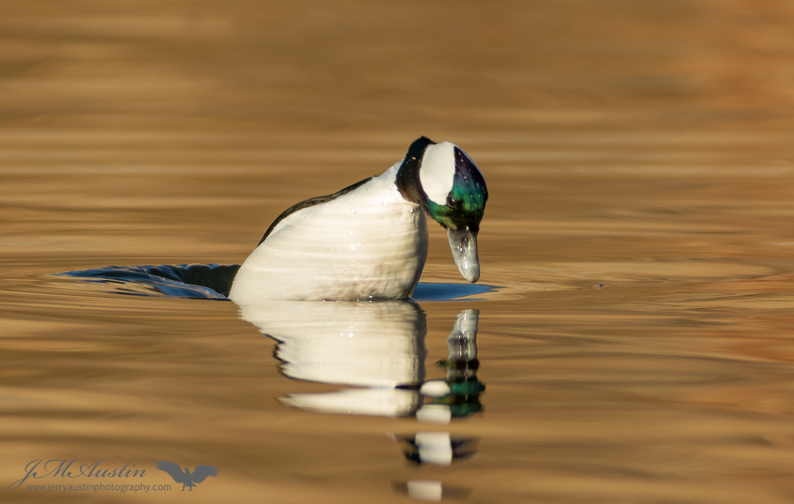 Duck Diver