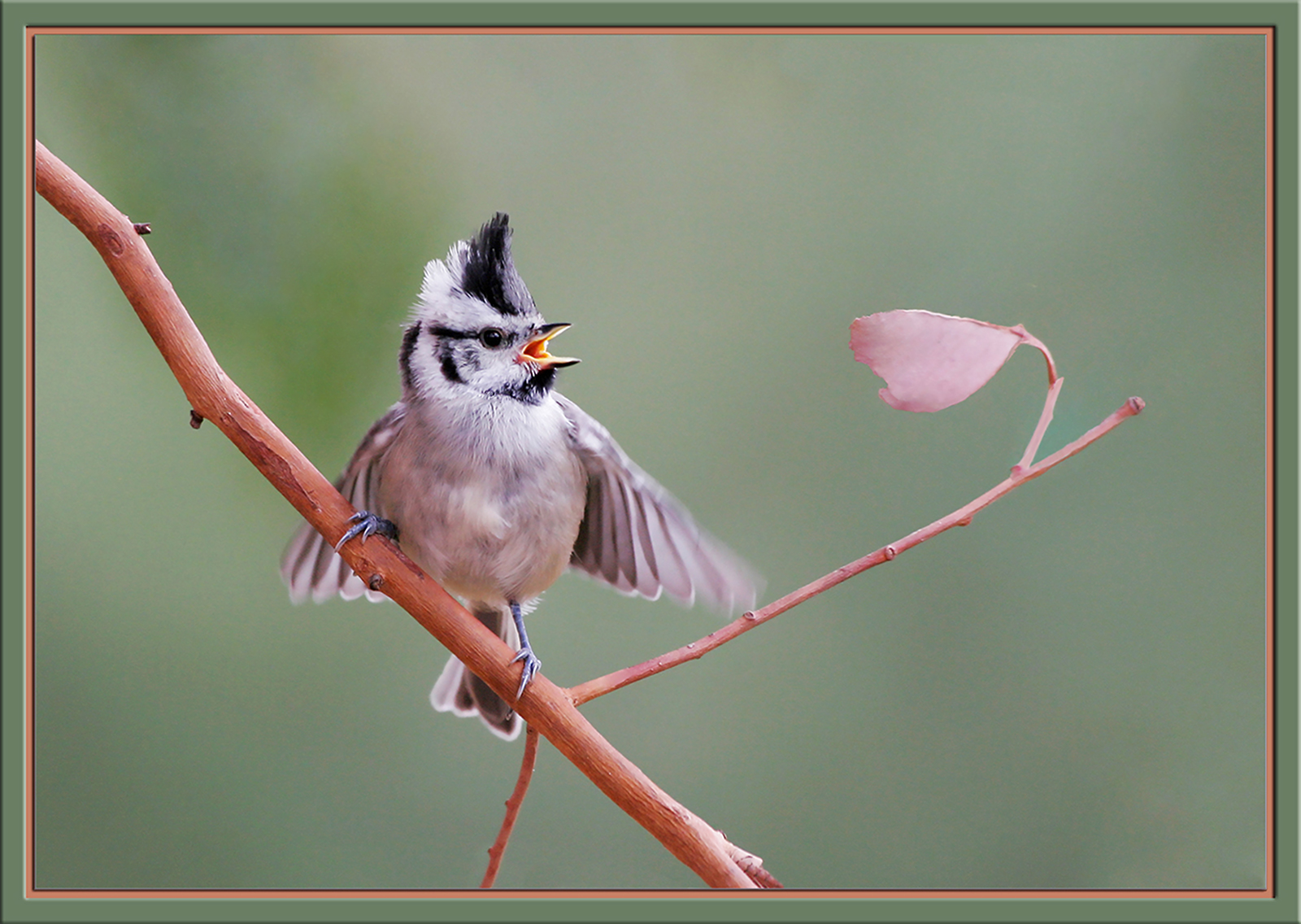 Bridled Titmouse