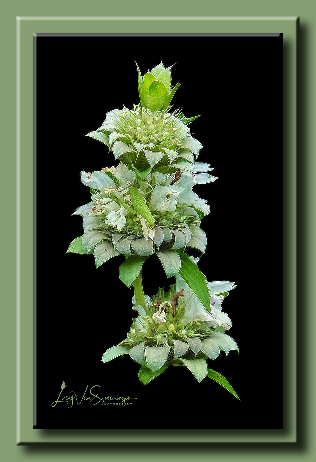 Monarda Camo