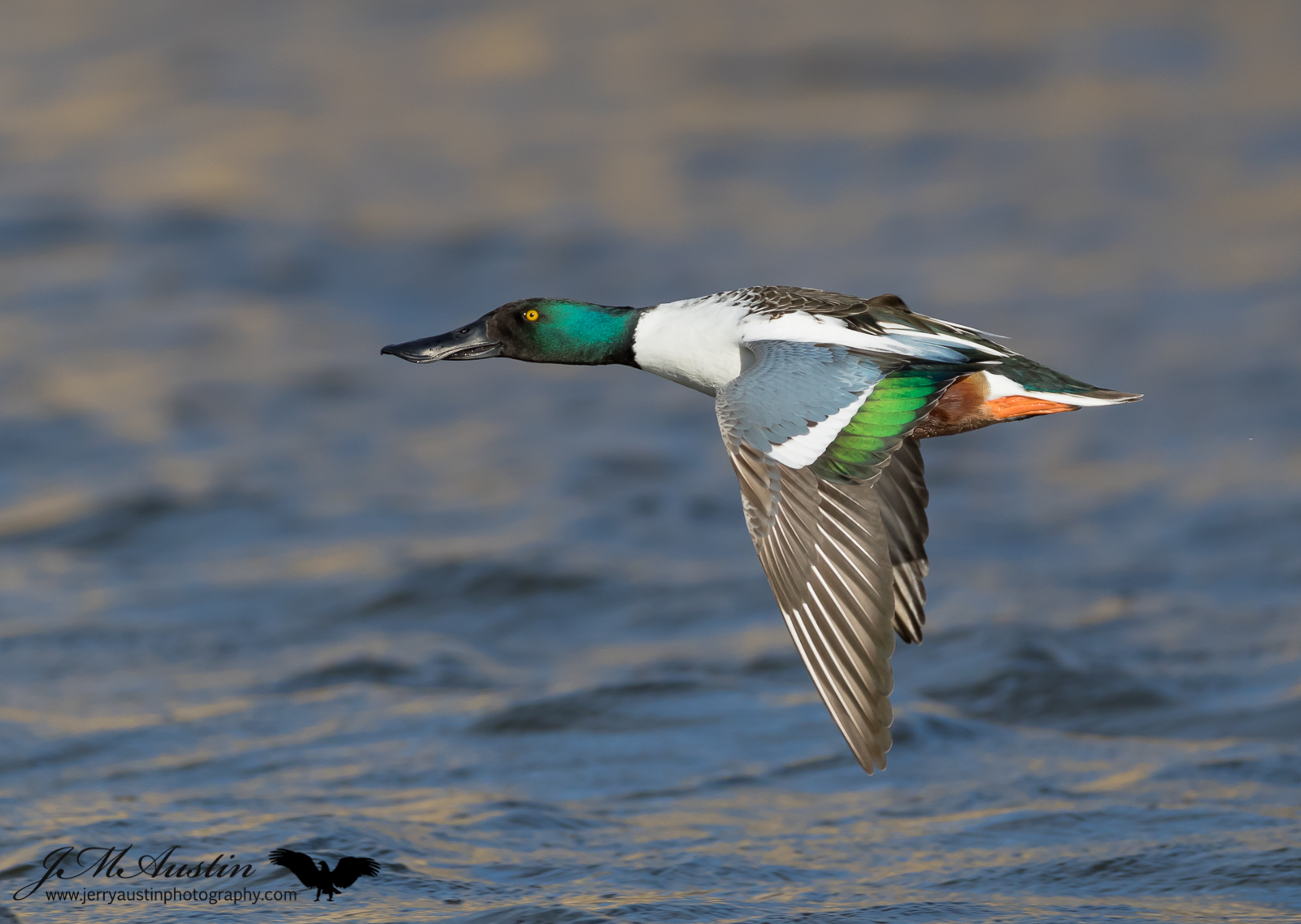 Beautiful Shoveler Drake