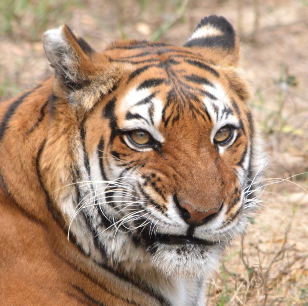 Wild Smirk...