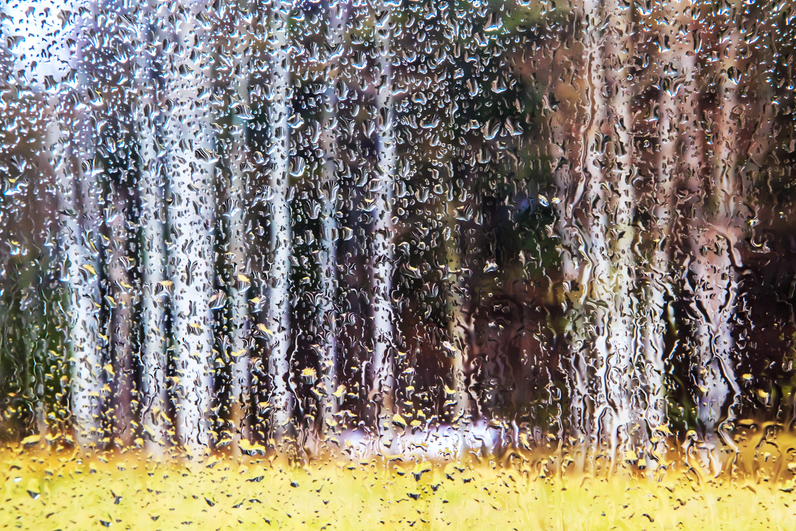 Springtime Aspens