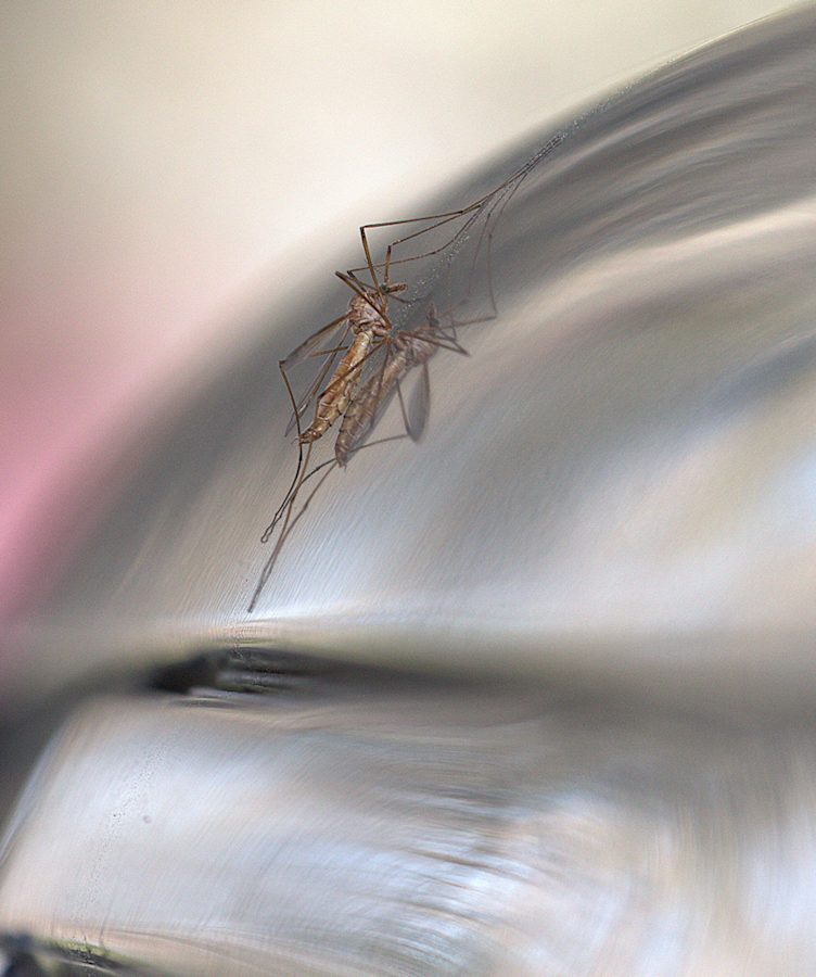 Surreal Mosquito hawk